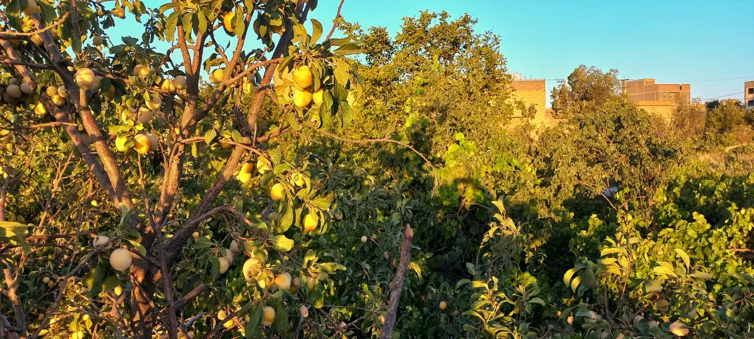 زمین باغی در شورین