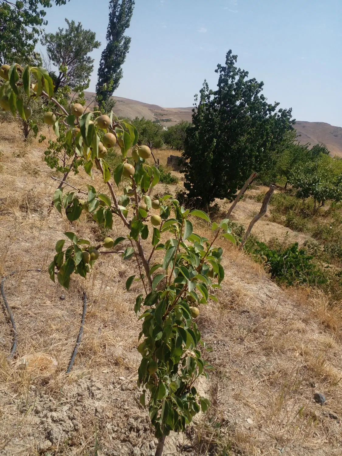 زمین مسکونی برا ساخت وساز