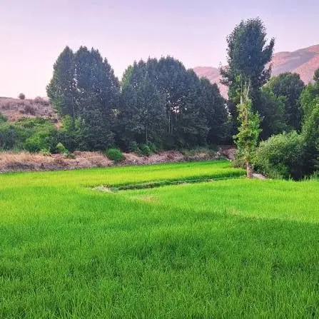 فروش باغ