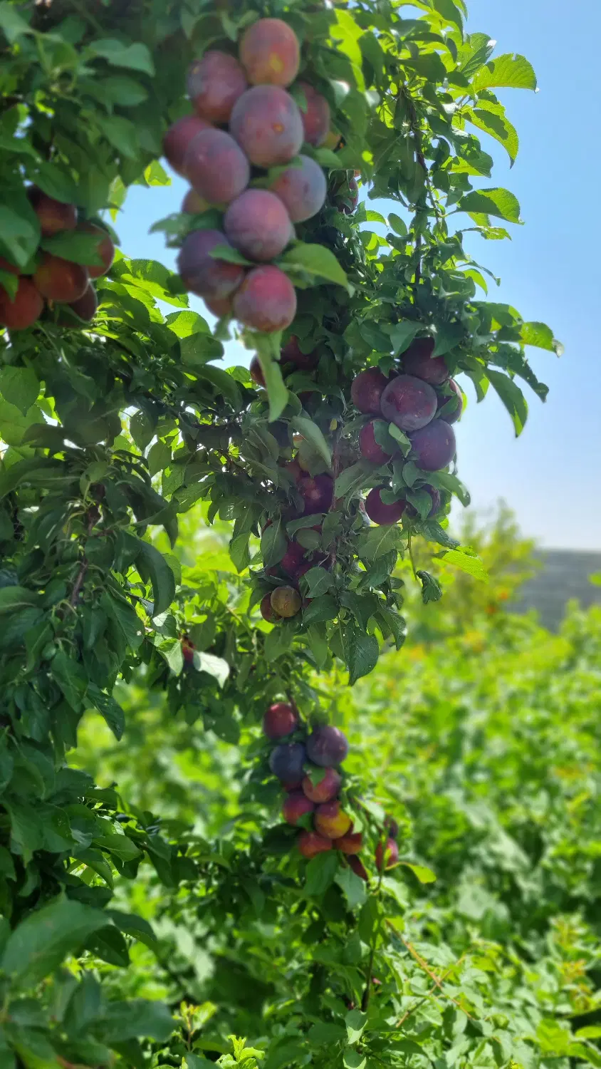 خونه باغ