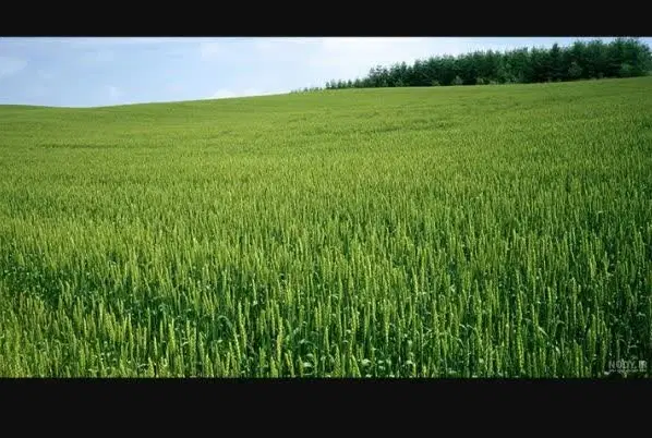 اجاره زمین کشاورزی
