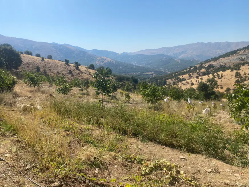 فروش ۳۰۰۰ متر باغ گردو