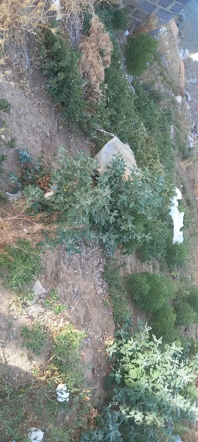 زمین محدوده روستای کوسه