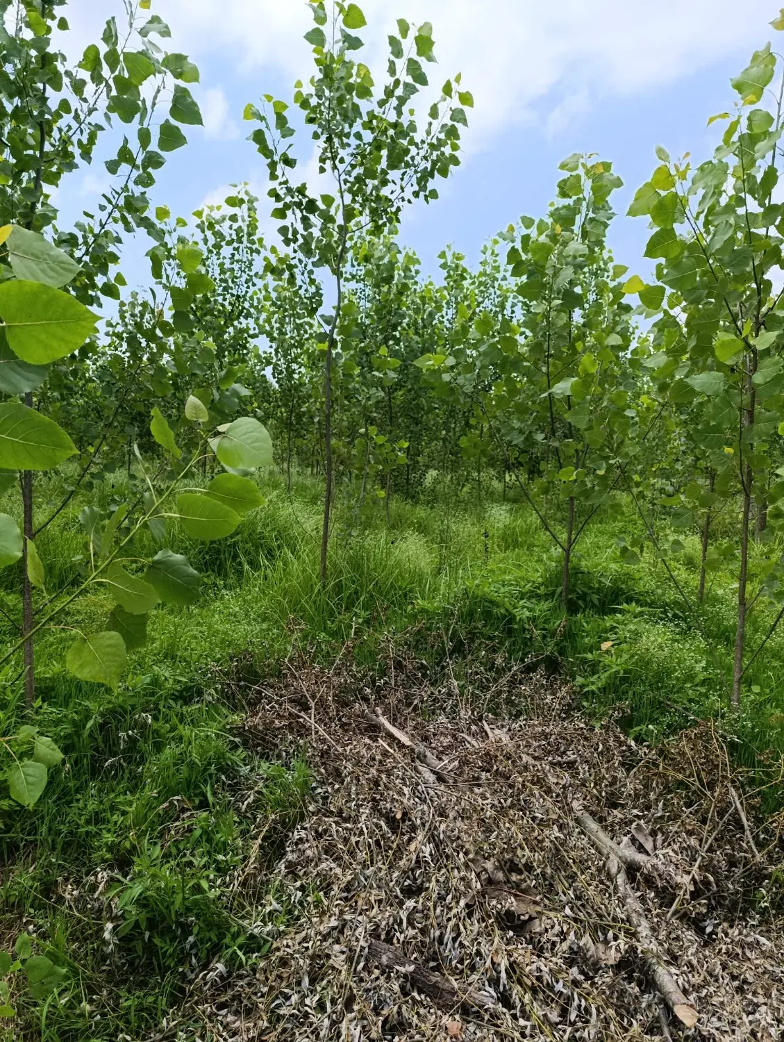زمین در جیرسر باقر خاله