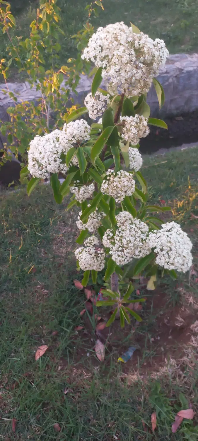 زمین باغی علی اباد ۴۱۰ متر خوش جا