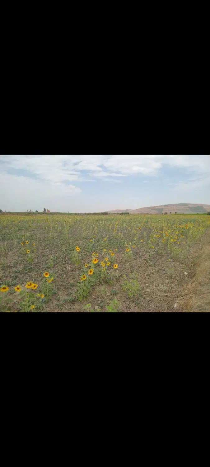 زمین دیم کشاورزی منطقه عالی
