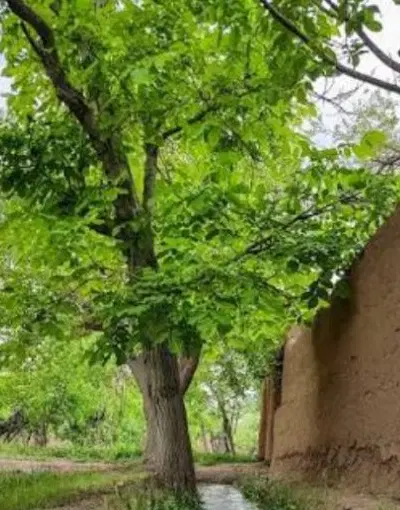 ۶۵۰‌متر‌زمین‌در‌بزغان‌به‌فی‌مناسب‌خریدار