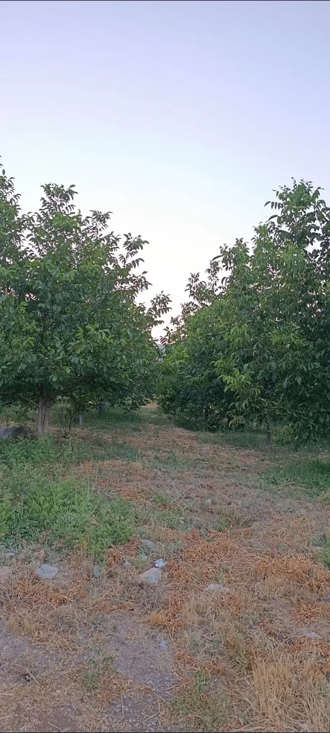 باغ به متراژ ۵۰۰ متر تا ۲ هکتار