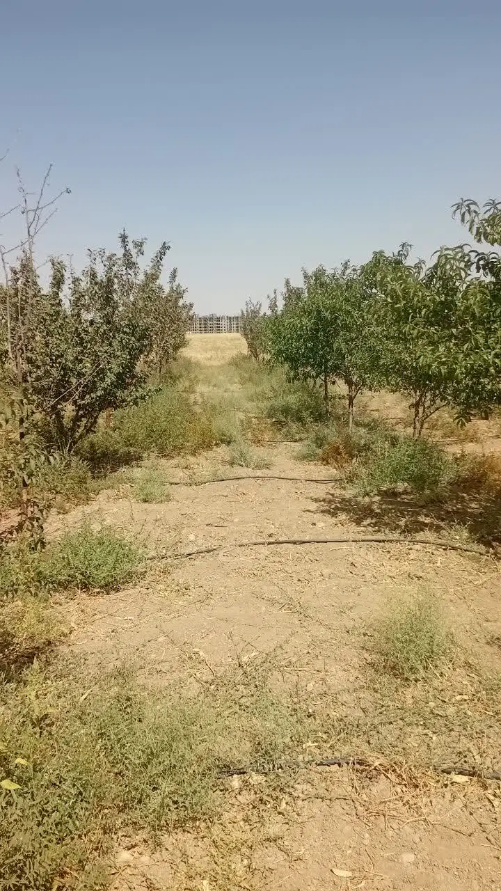 فروش زمین باغی
