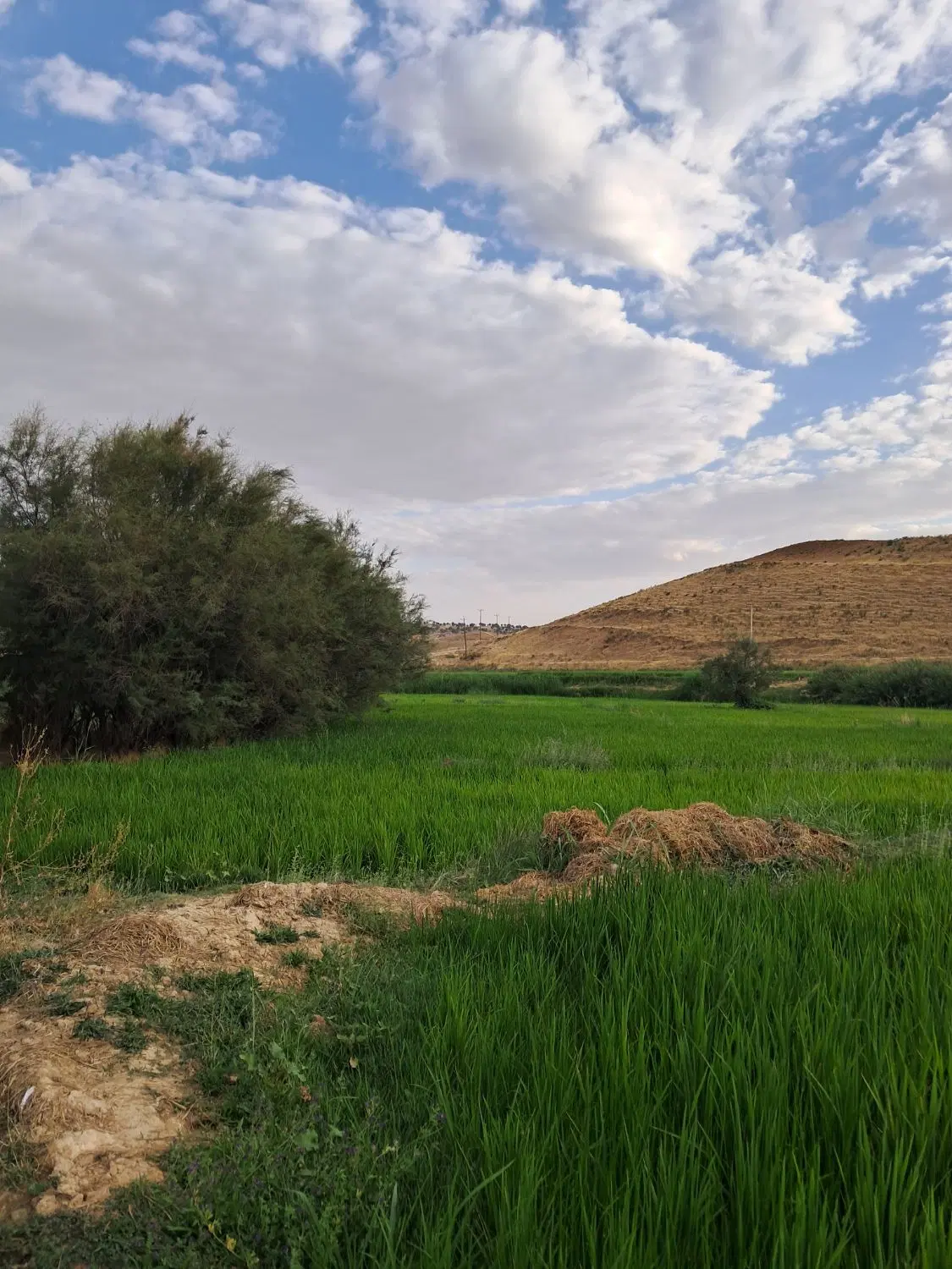 فروش زمین هفت باغ علوی دهکده شمس