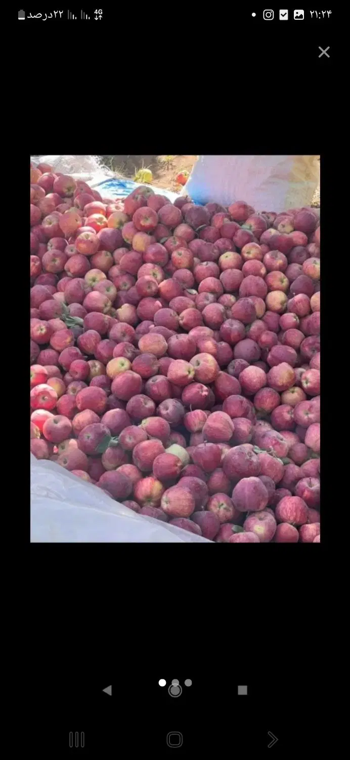 باغ سیب