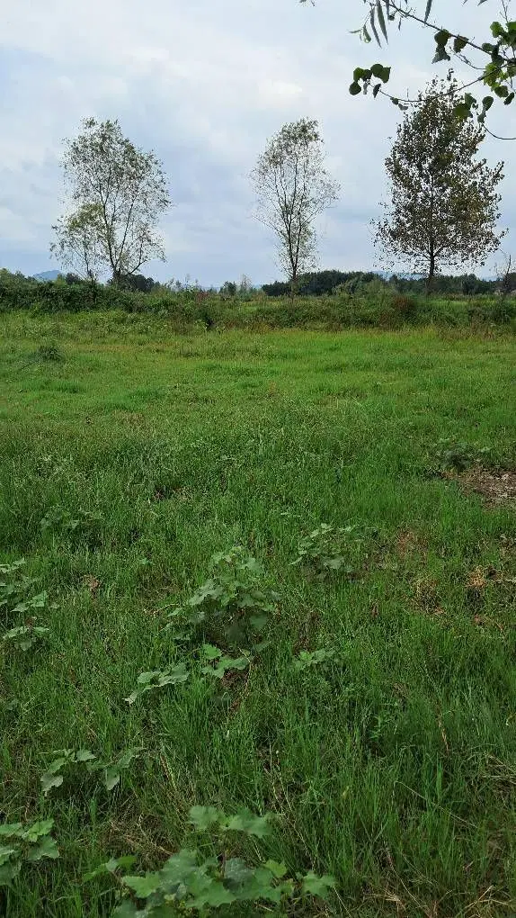 ۱۵۰۰ متر زمین رویایی در دل طبیعت شفت