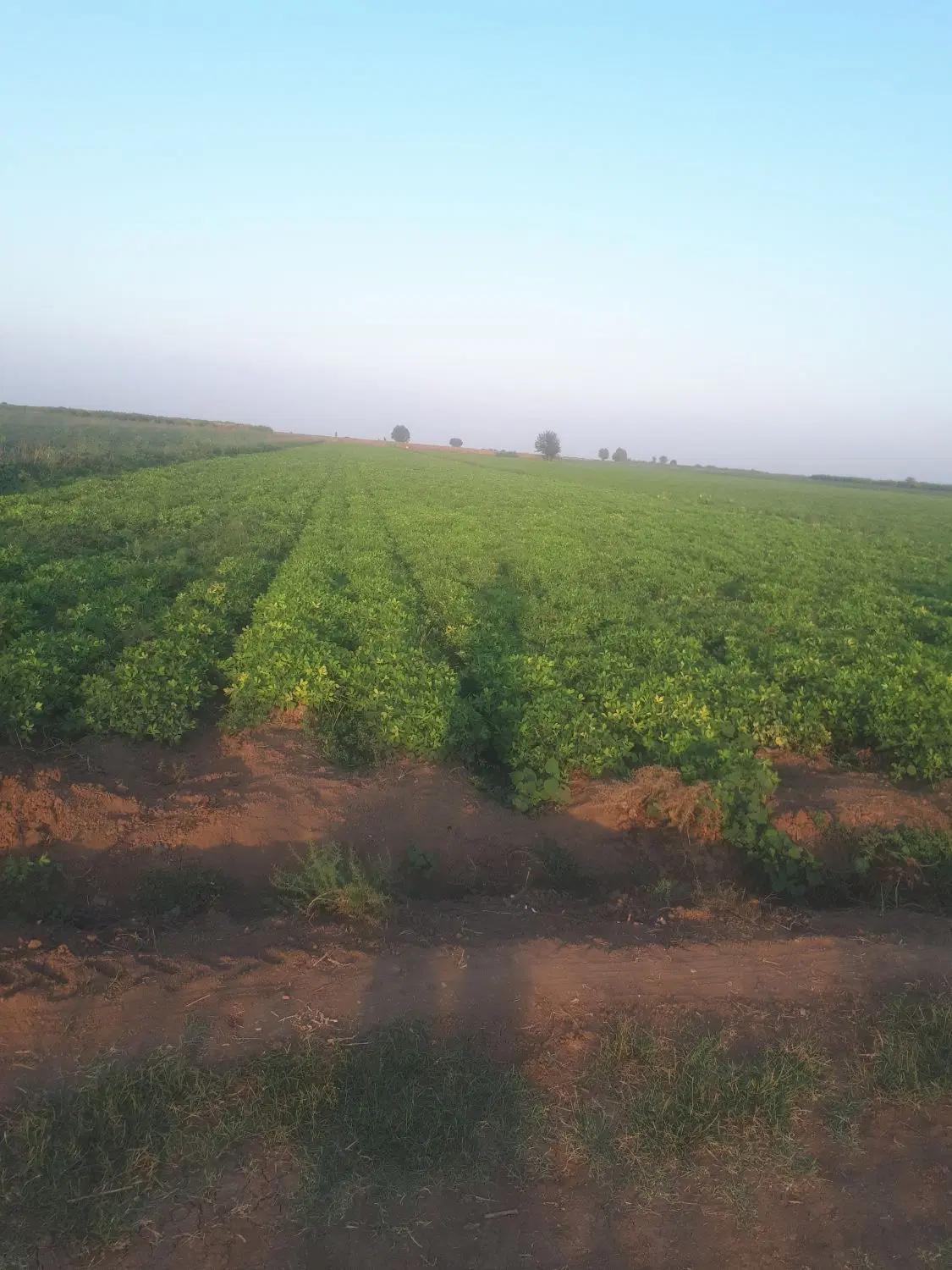 فروش زمین زراعی