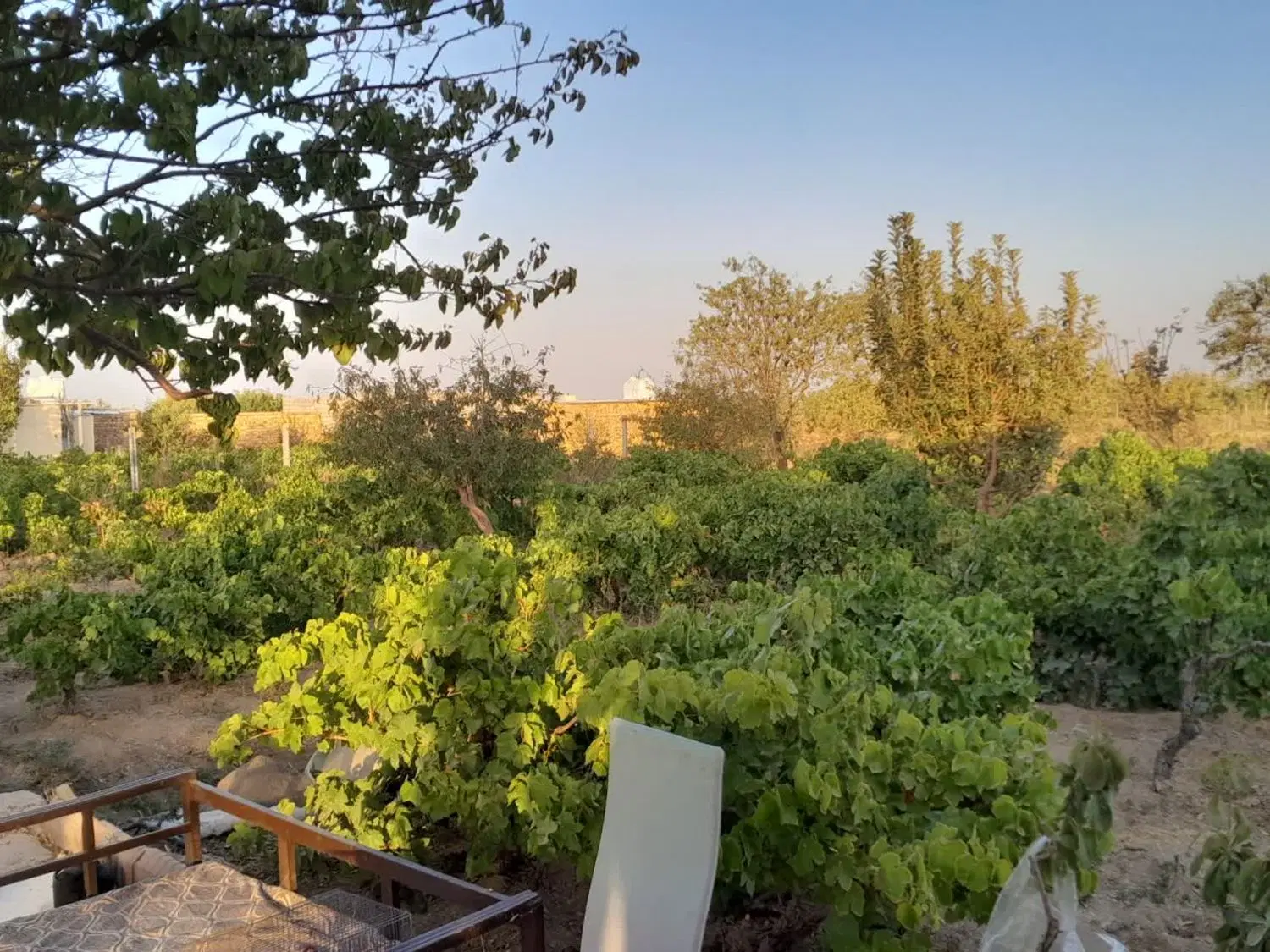 زمین باغی سرسبز