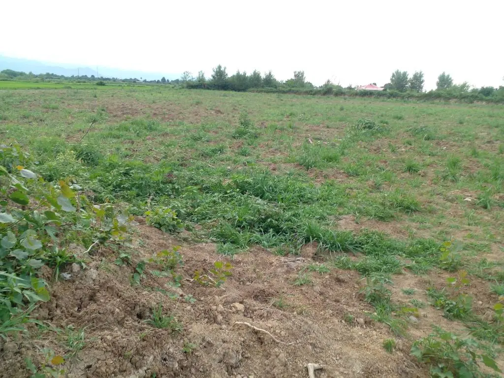 ۱۰ هزار متر مربع باغی هست