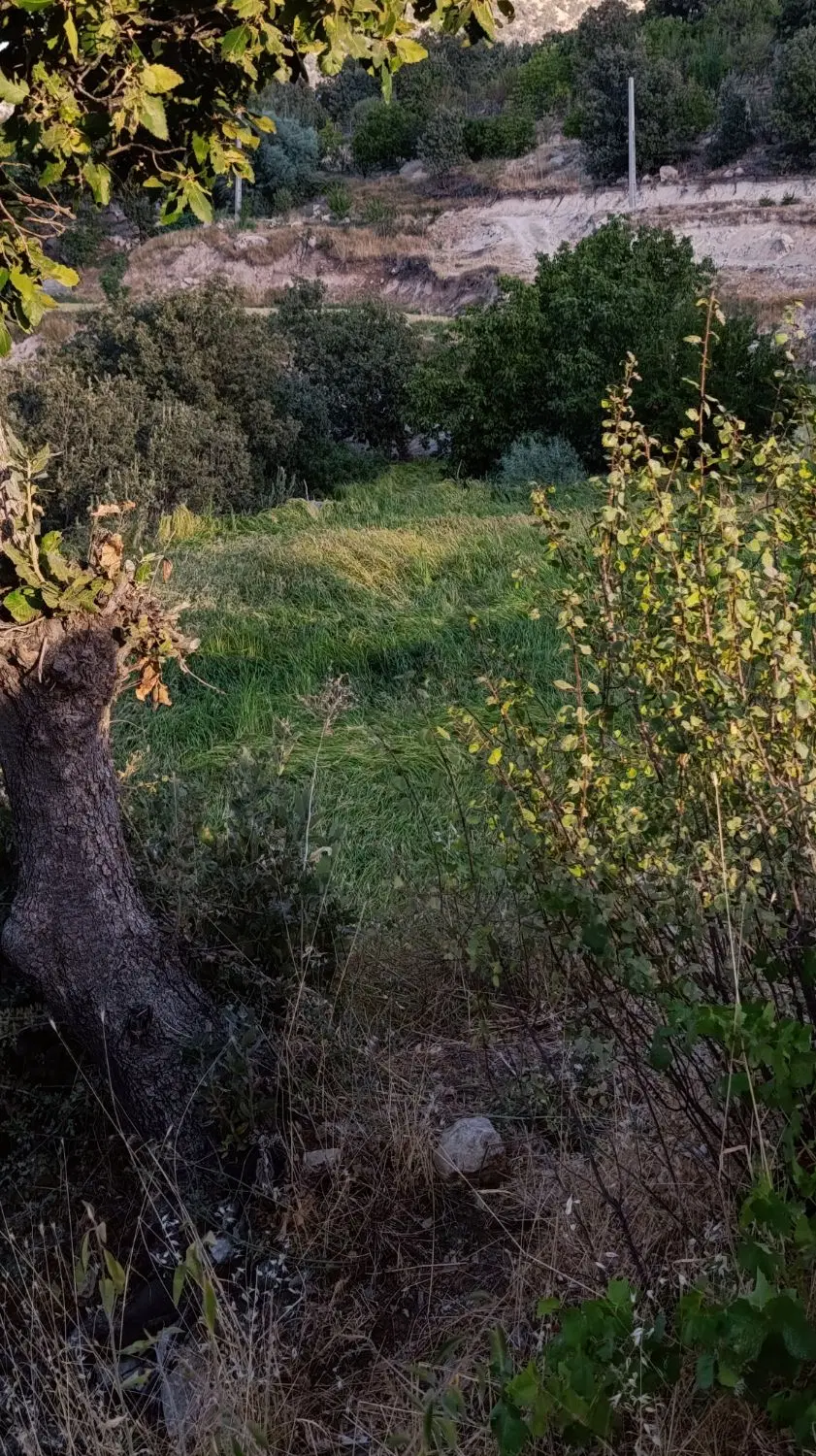 زمین روبروی تالار بلوط