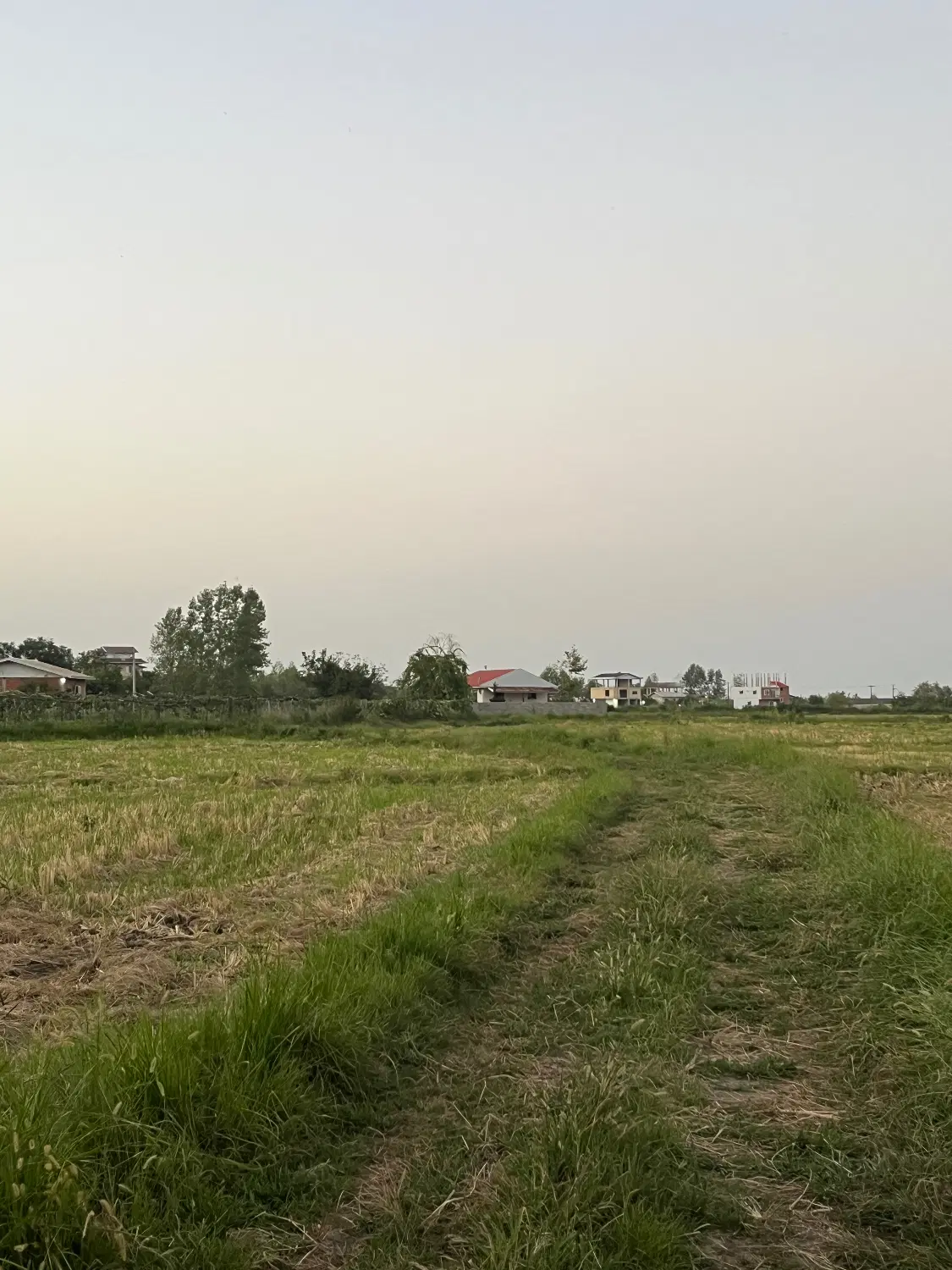 زمین مناسب کاشت کیوی