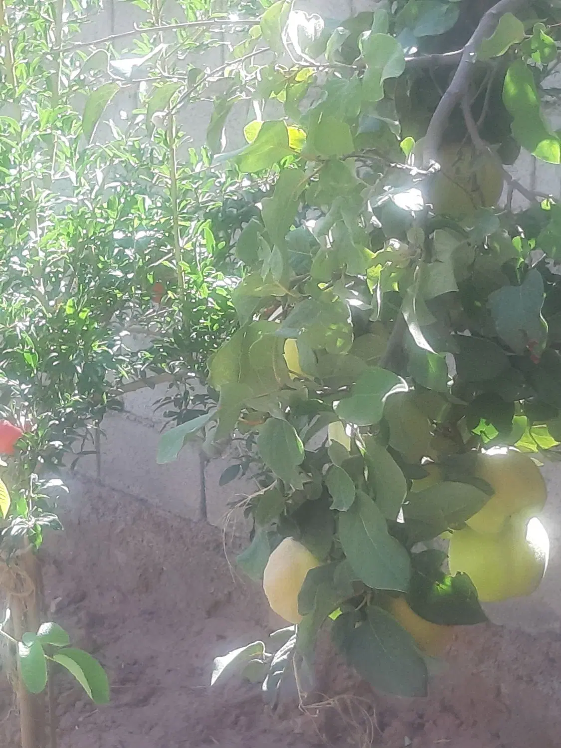 باغ ویلا
