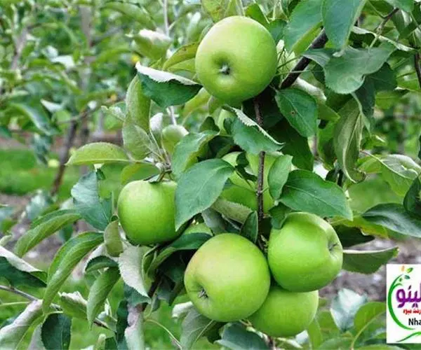 اجاره دادن باغ سیب