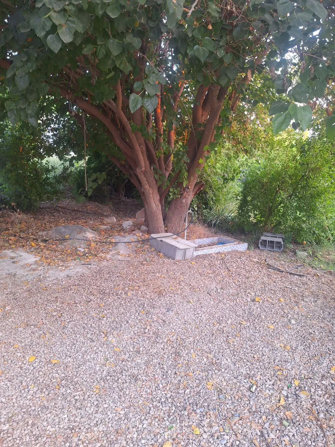 زمین باغچه سندششدانگ