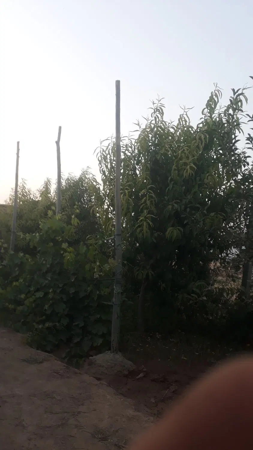 باغچه نقلی
