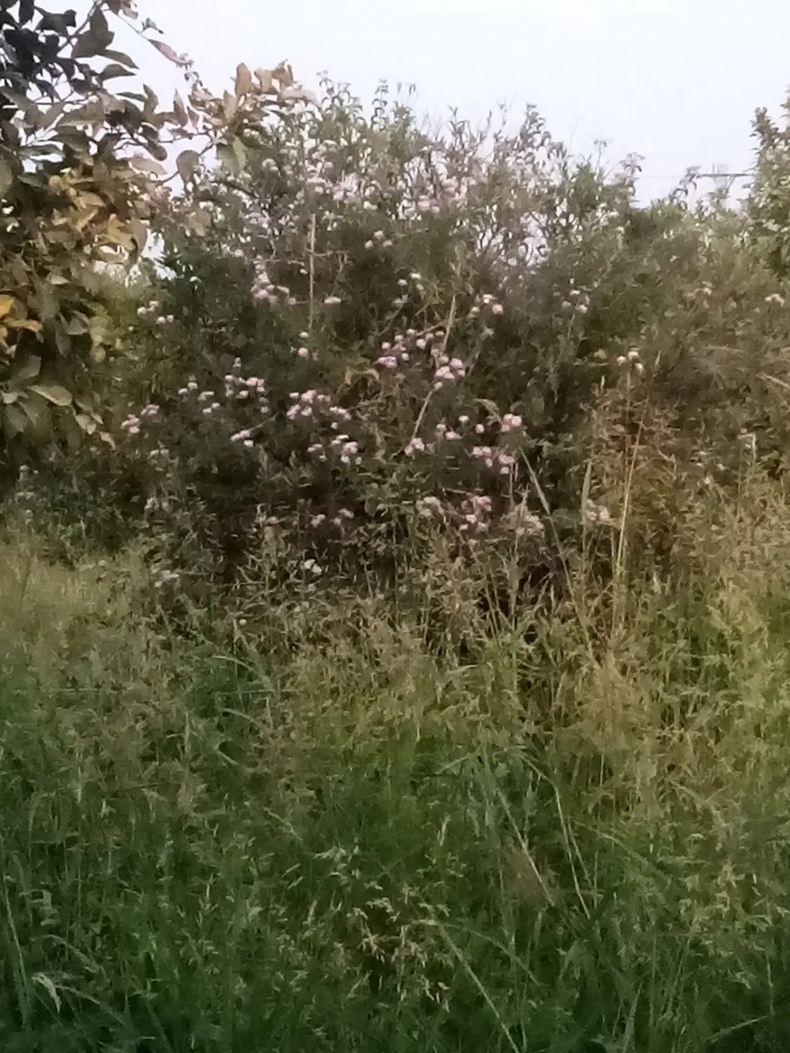 باغچه 305متری