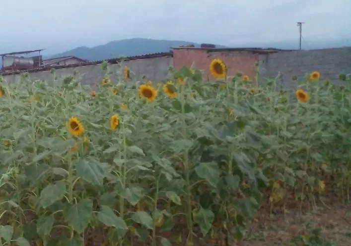 زمین  باغ ویلایی