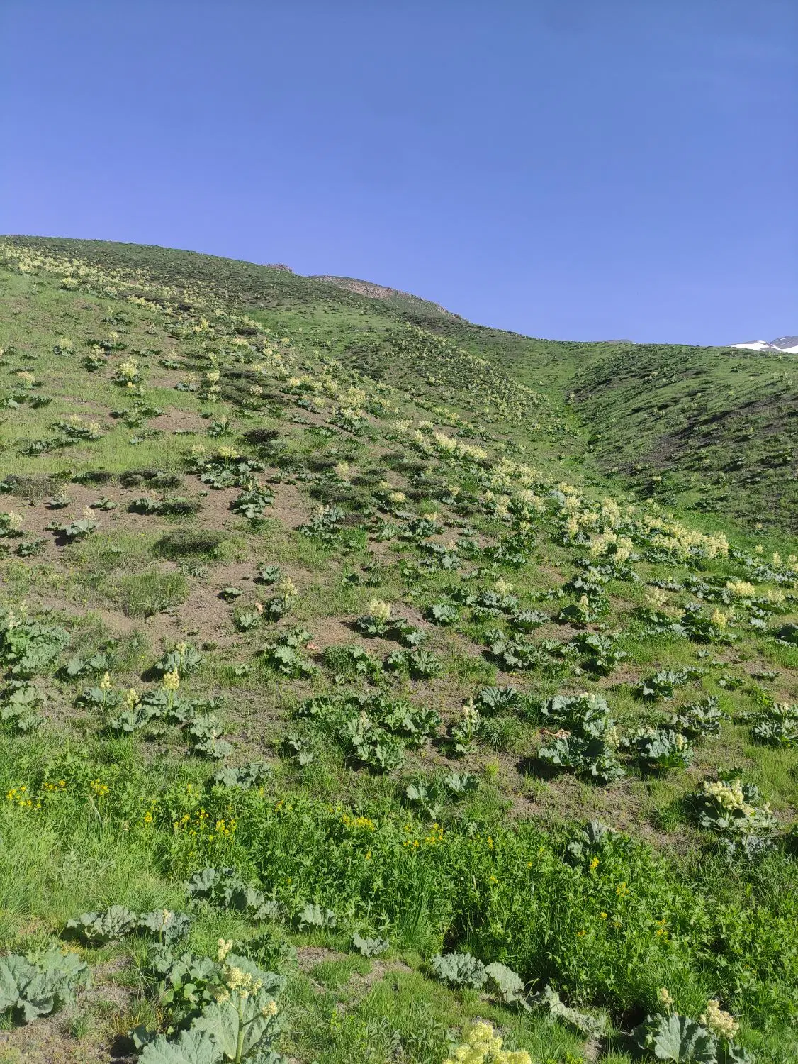 فروش زمین مسکونی در لنج اباد
