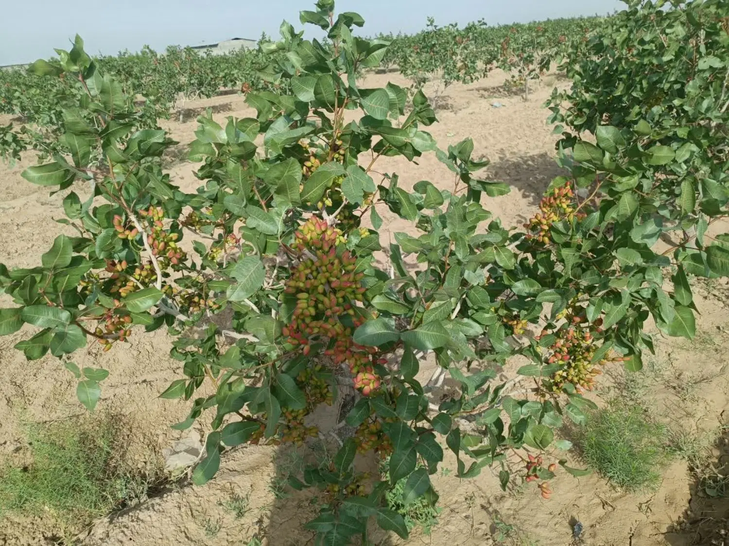 زمین پسته و عناب