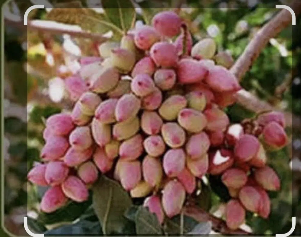 خرید فروش باغ پسته