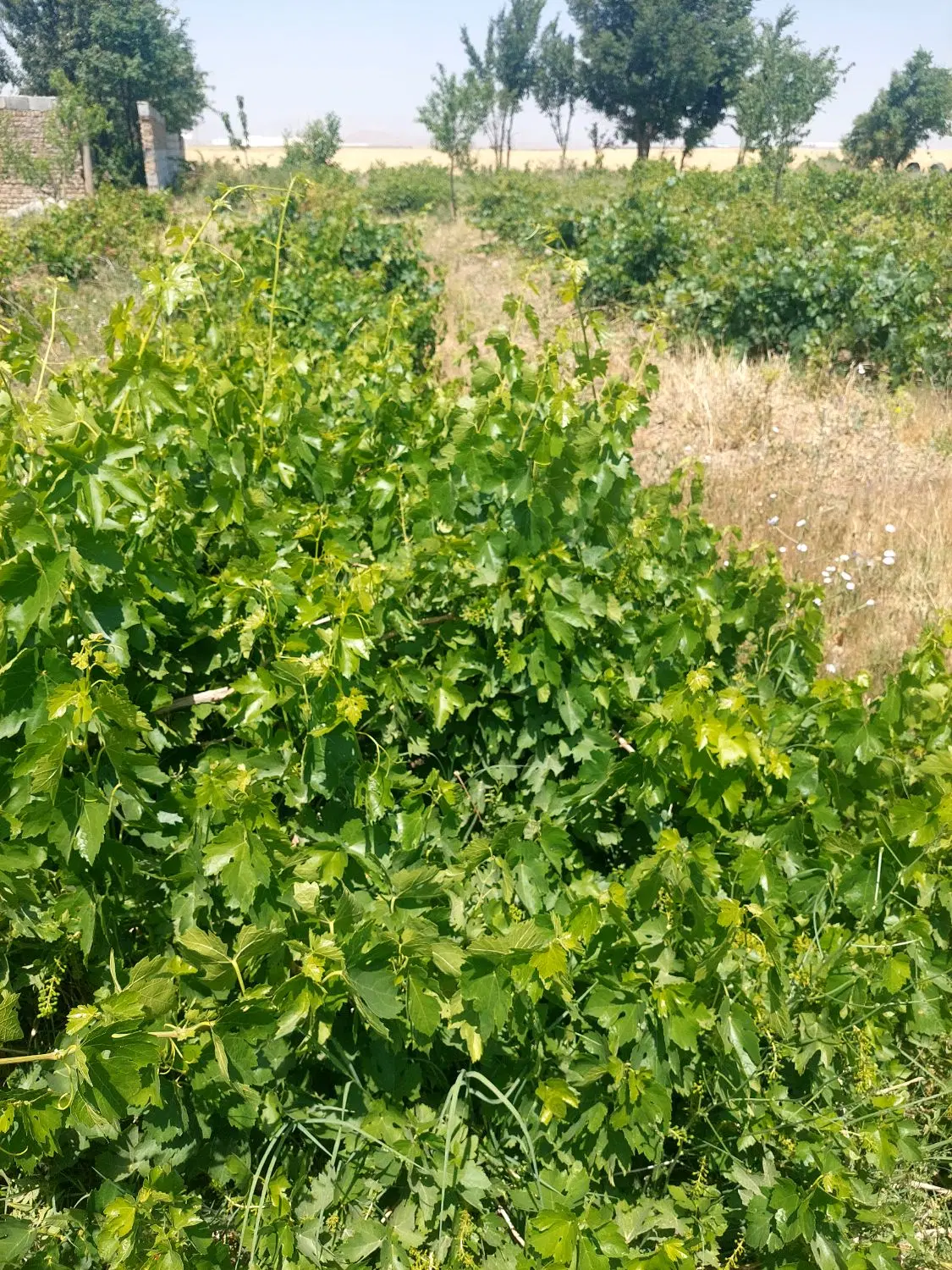 فروش باغ