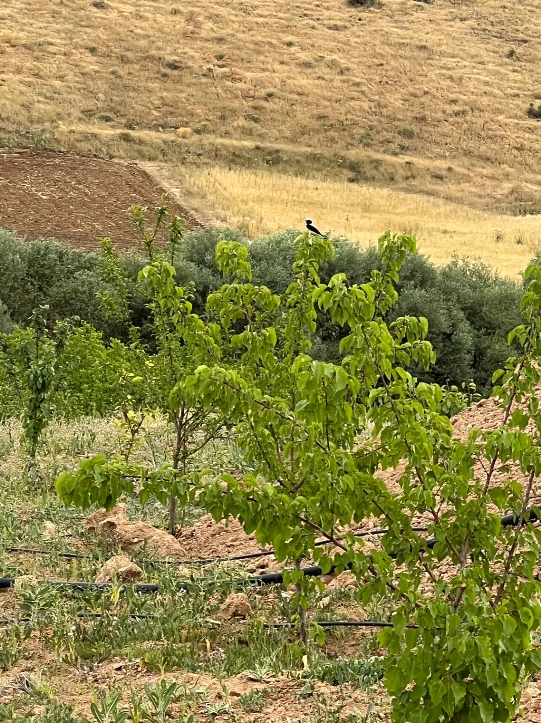 خانه باغ ۲۰۰۰ متر سنددار جاده بانه