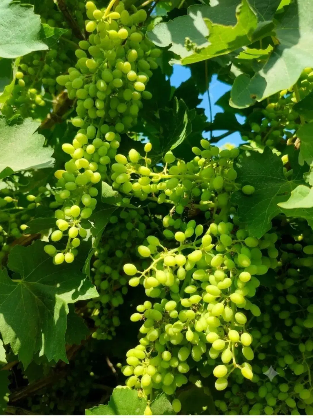 باغ انگور