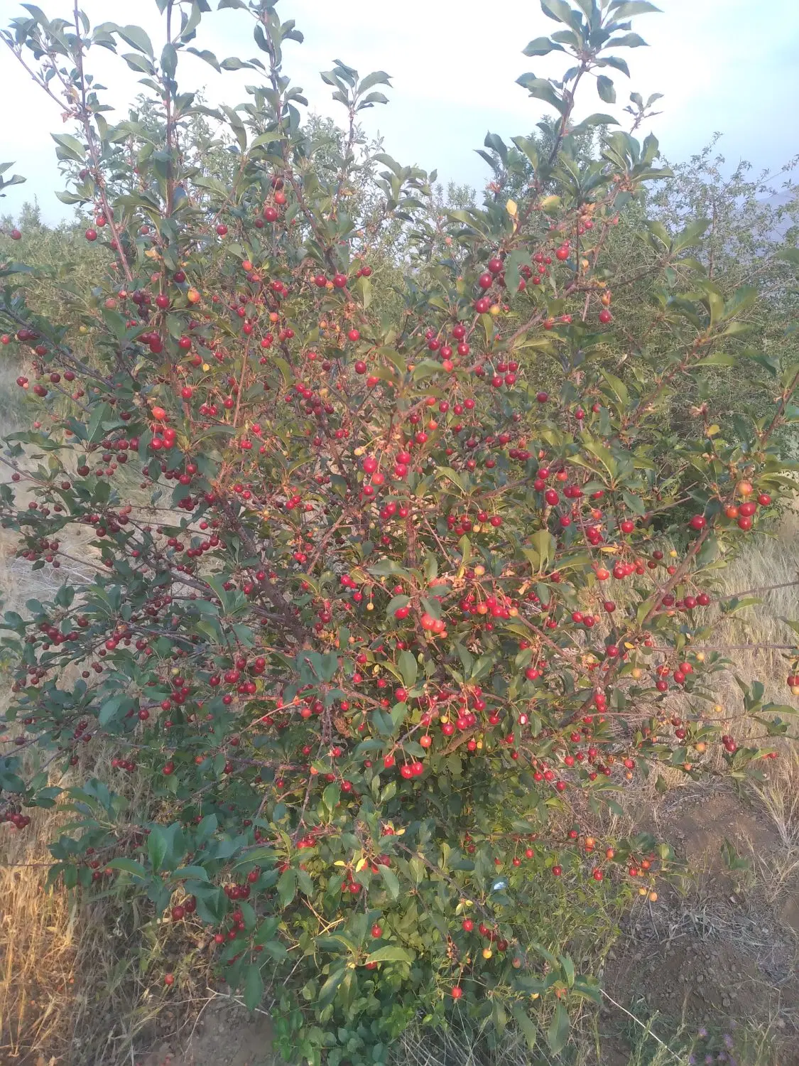 فروش باغ و زمین کشاورزی