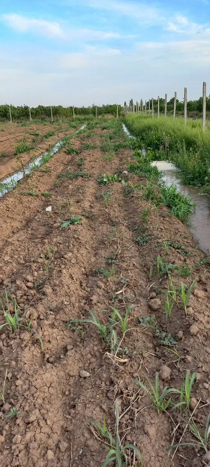 زمین مسکونی درحال تفکیک