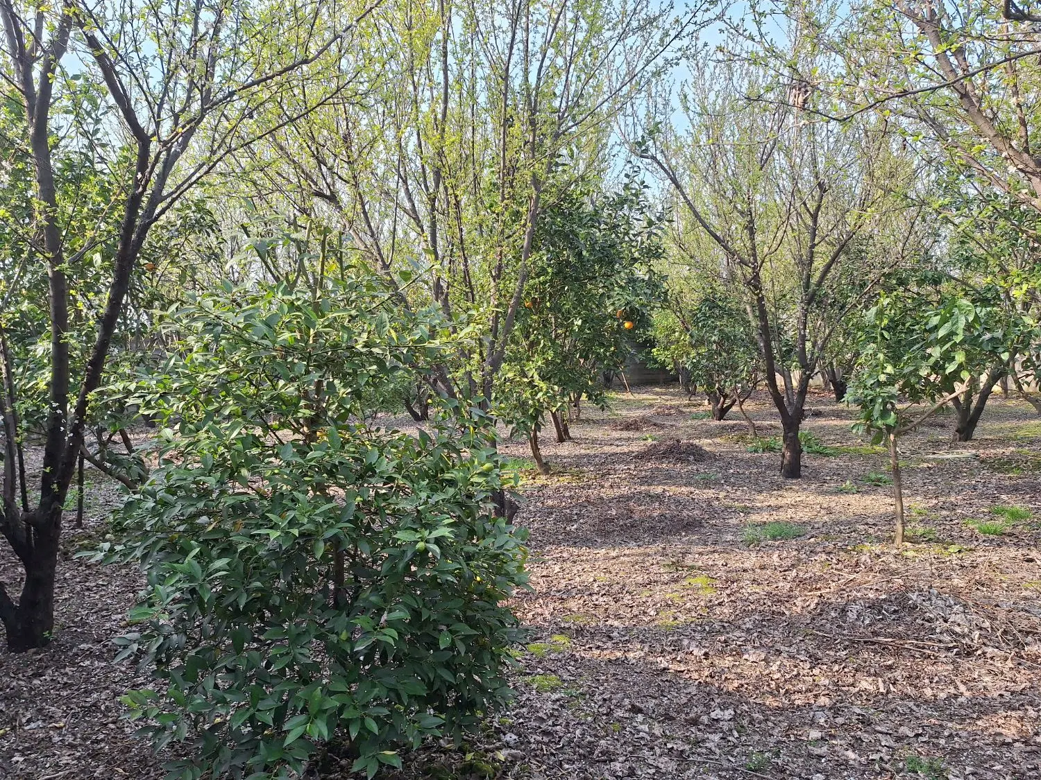 ۳۰۰متر زمین در رودباردشت
