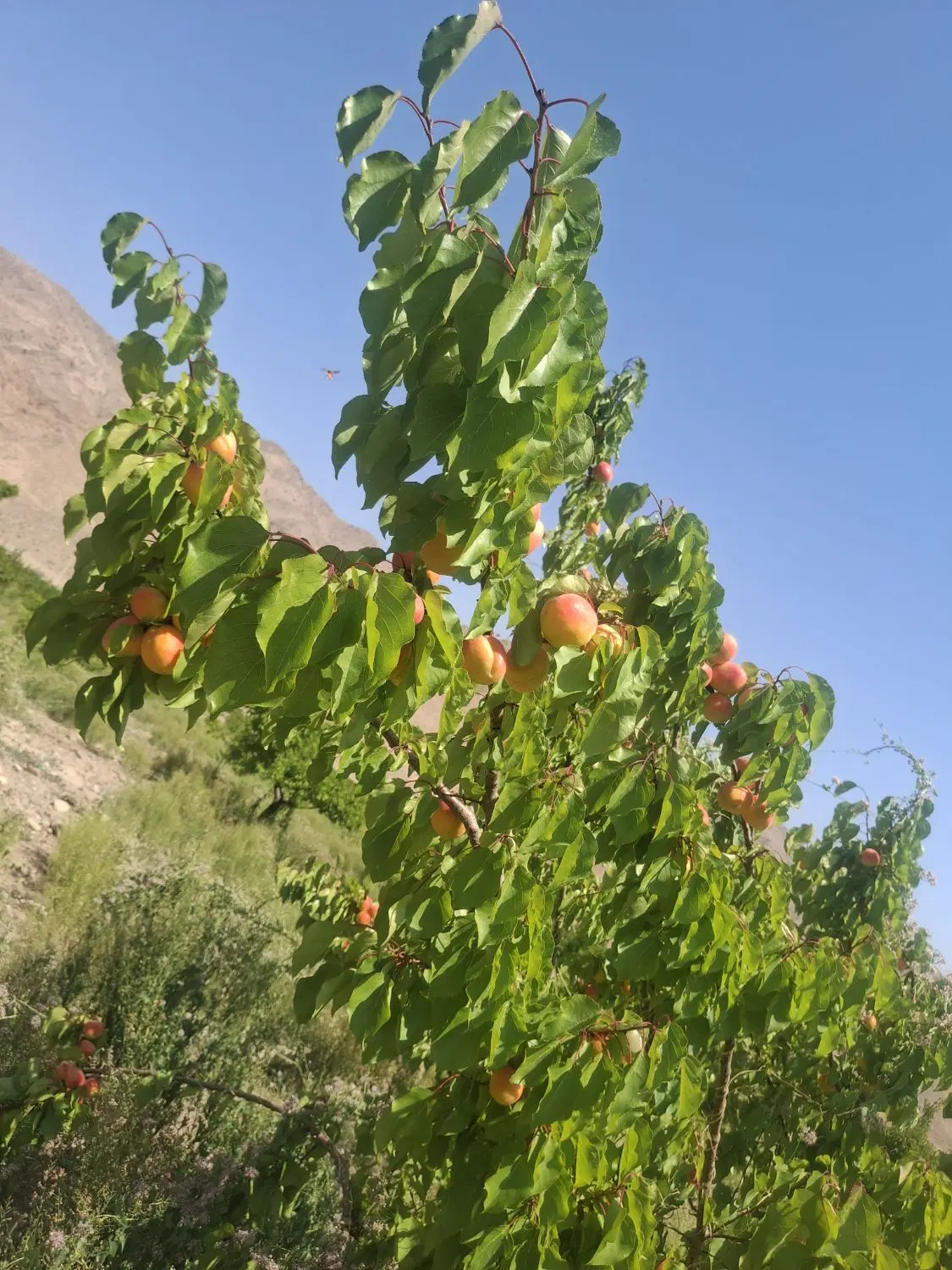 باغ زرد آلویی ، روستای آستانه