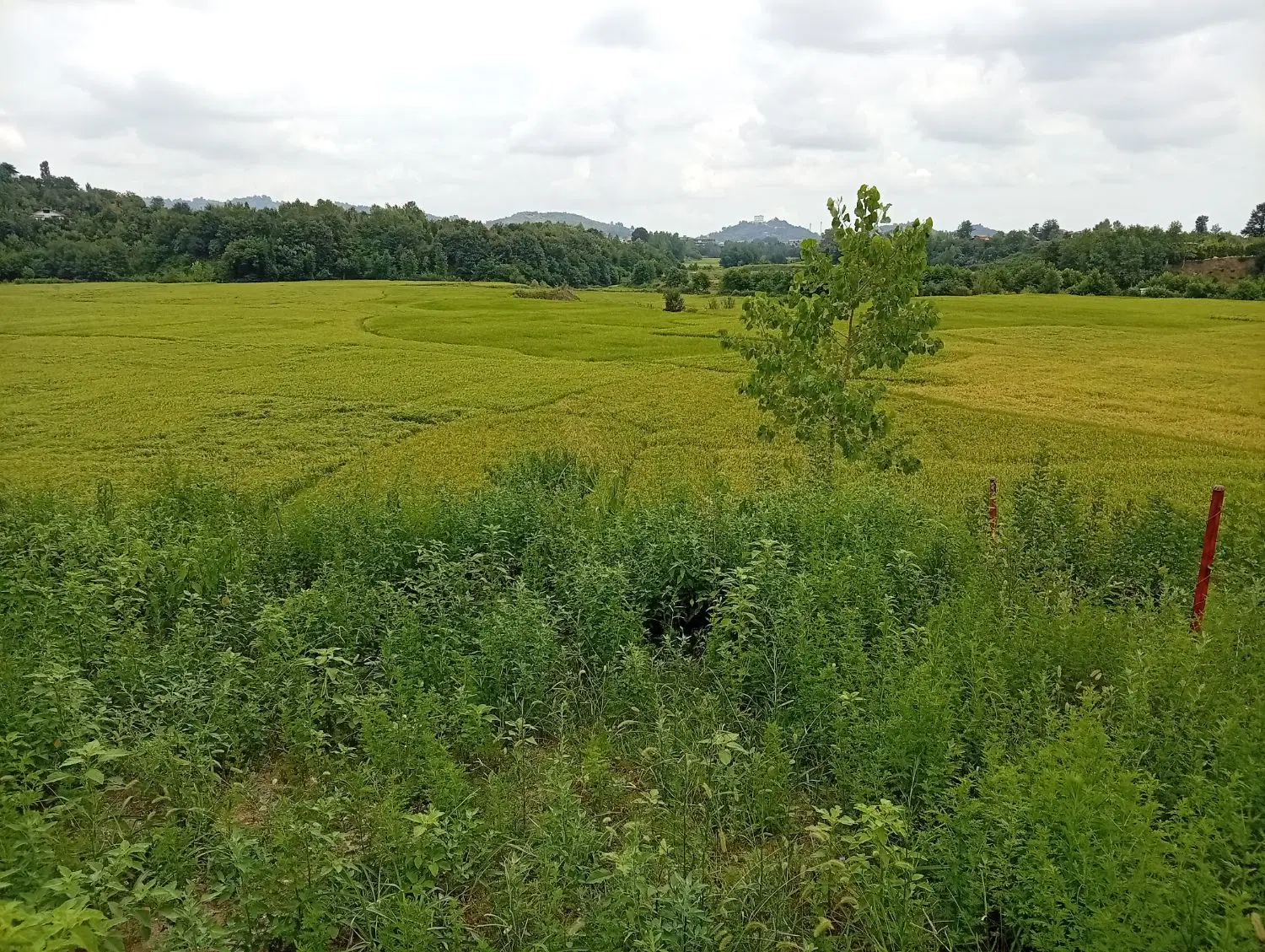 زمین با مجوز ساخت گیلان اطاقور روستای ایشیان