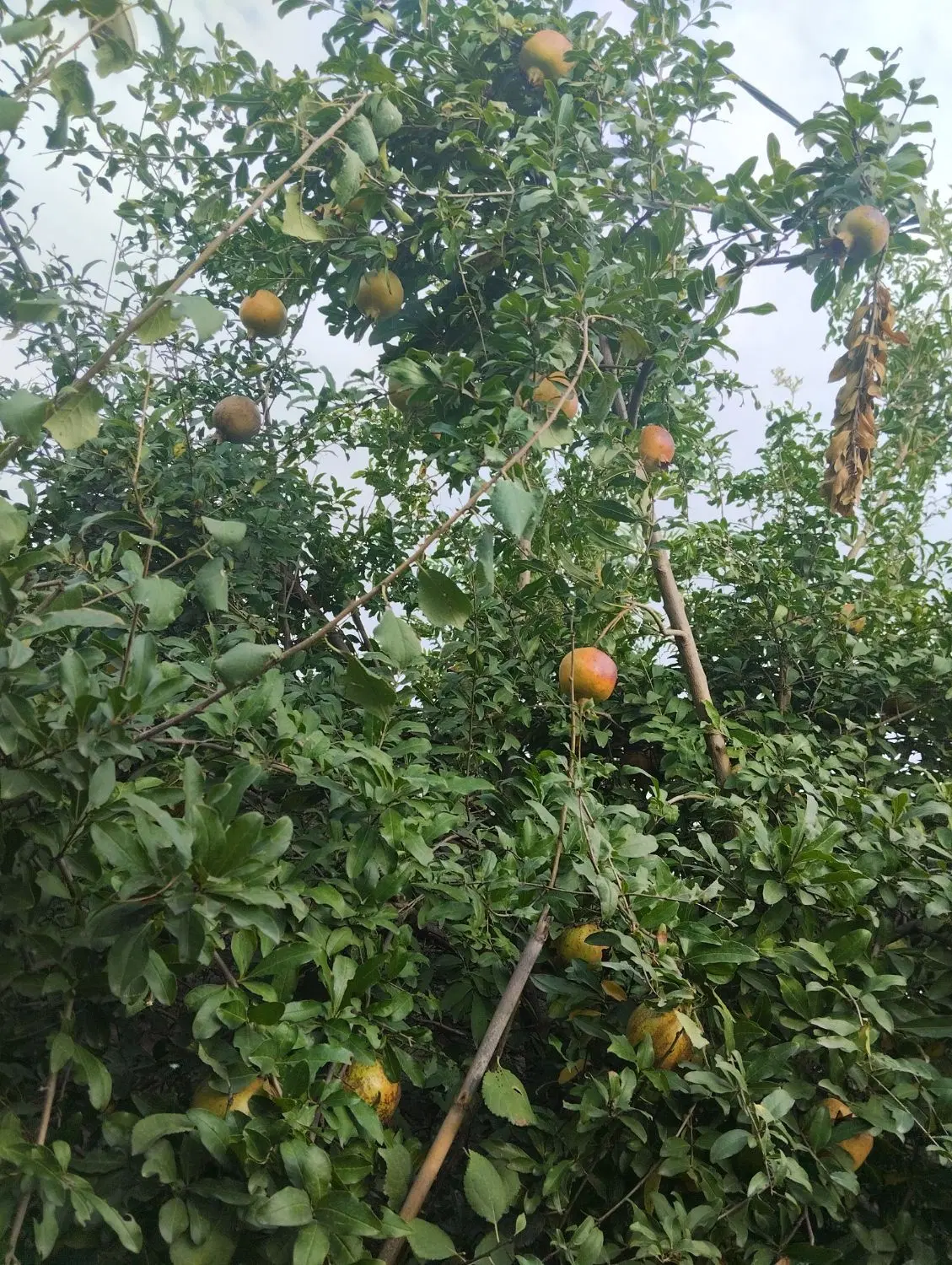 فروش ۲۲۰مترخانه باغ
