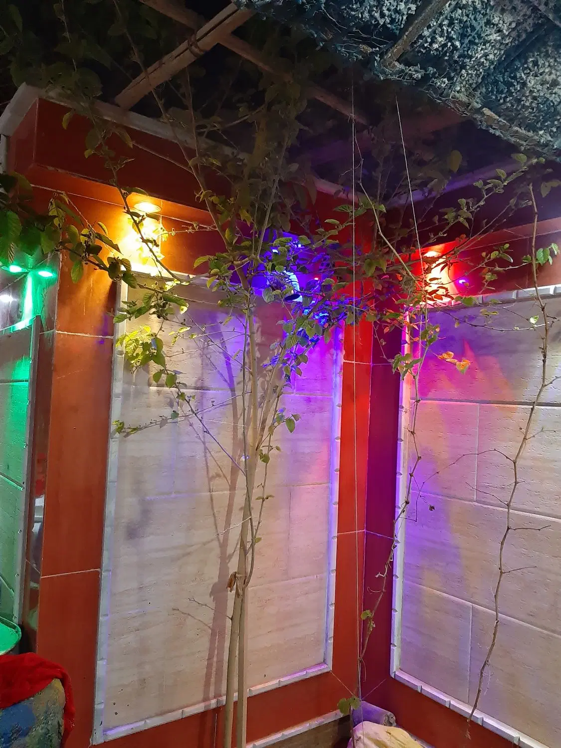 ملک تجاری راسته فلسطین