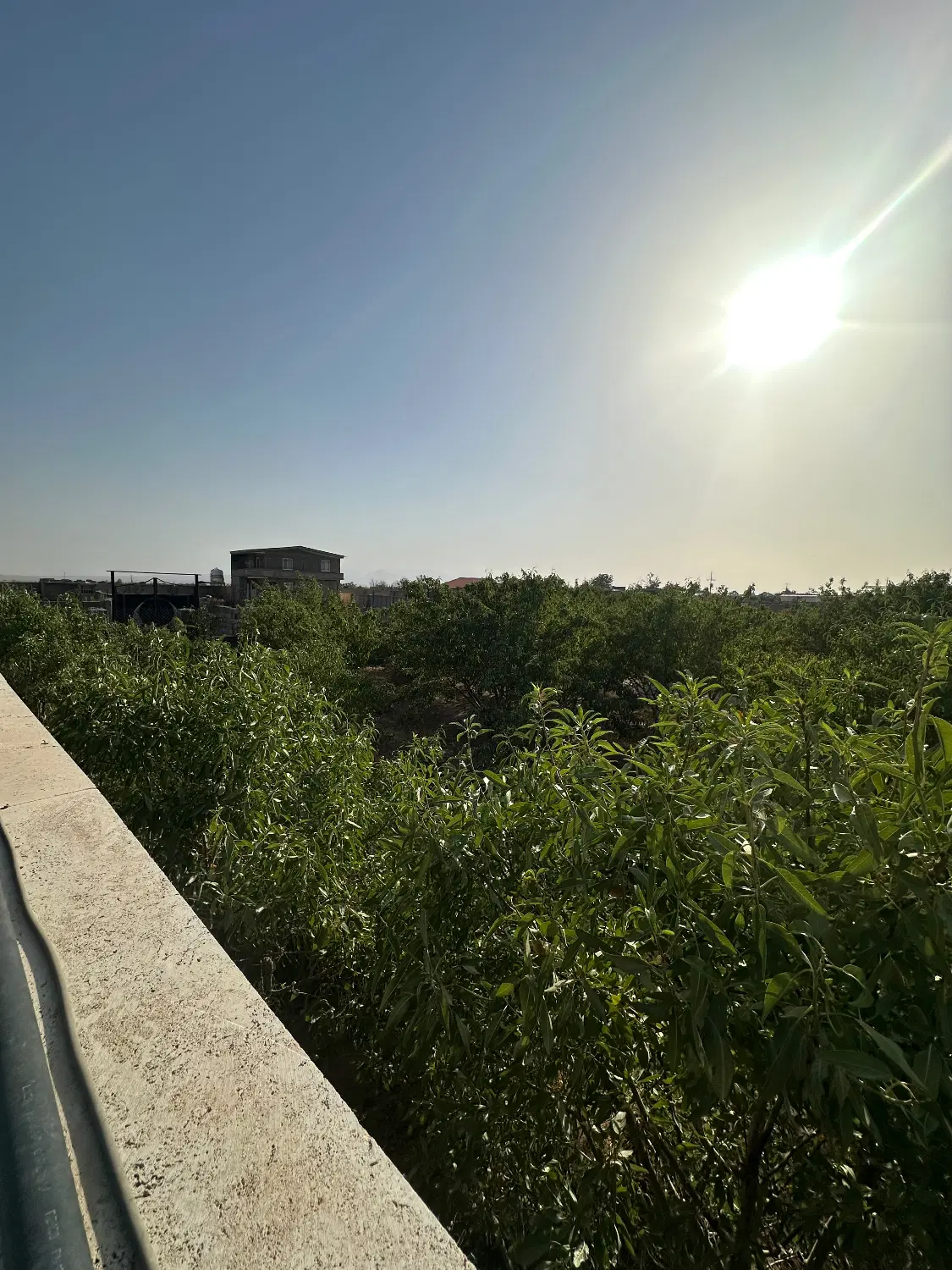 ۱۳۵۰ متر باغچه بنادار باسند شش دانگ