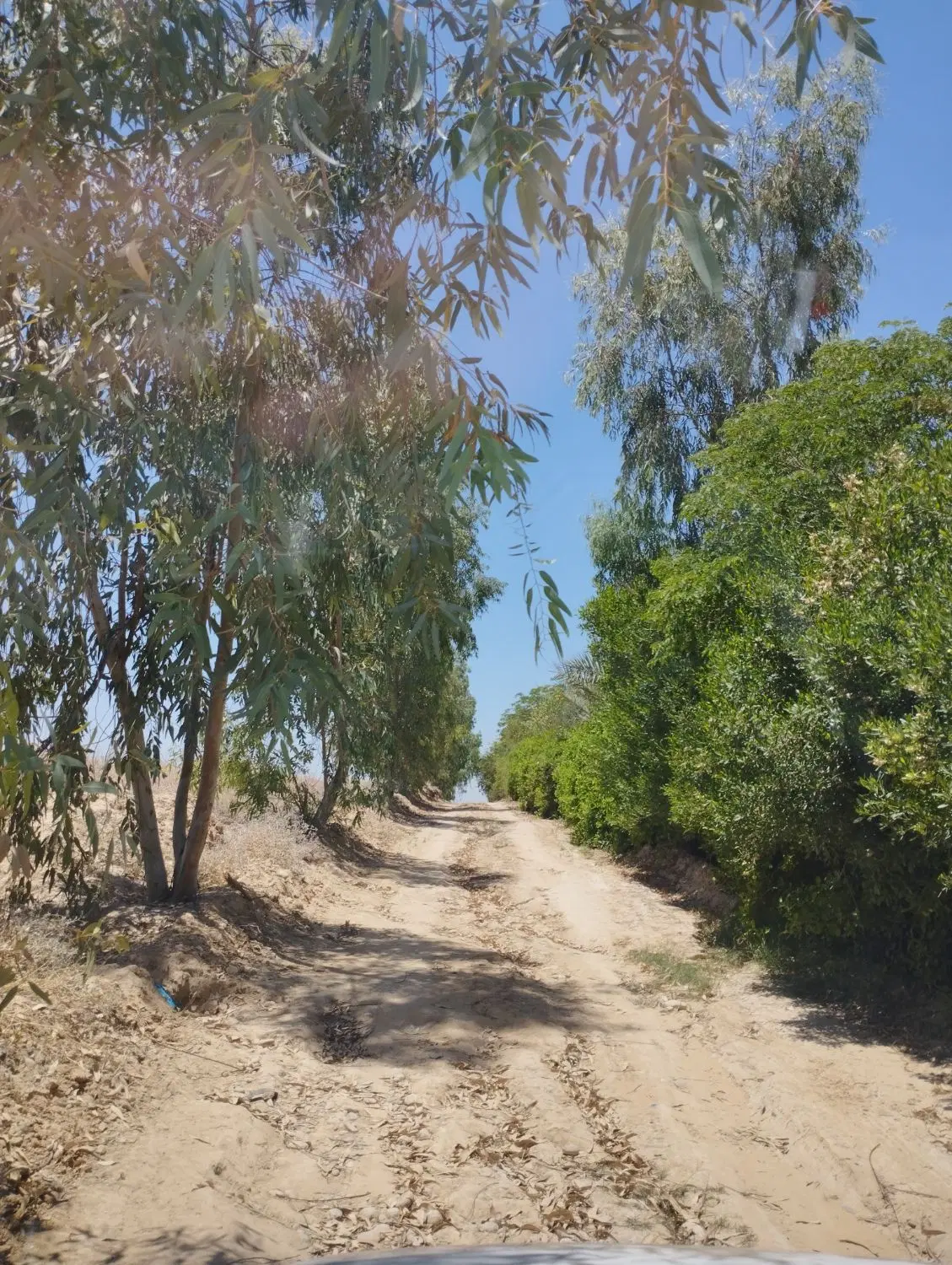 زمین باغی
