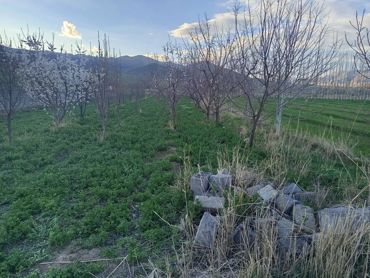 باغ 1400م دیزج جمشید خان اقساطی