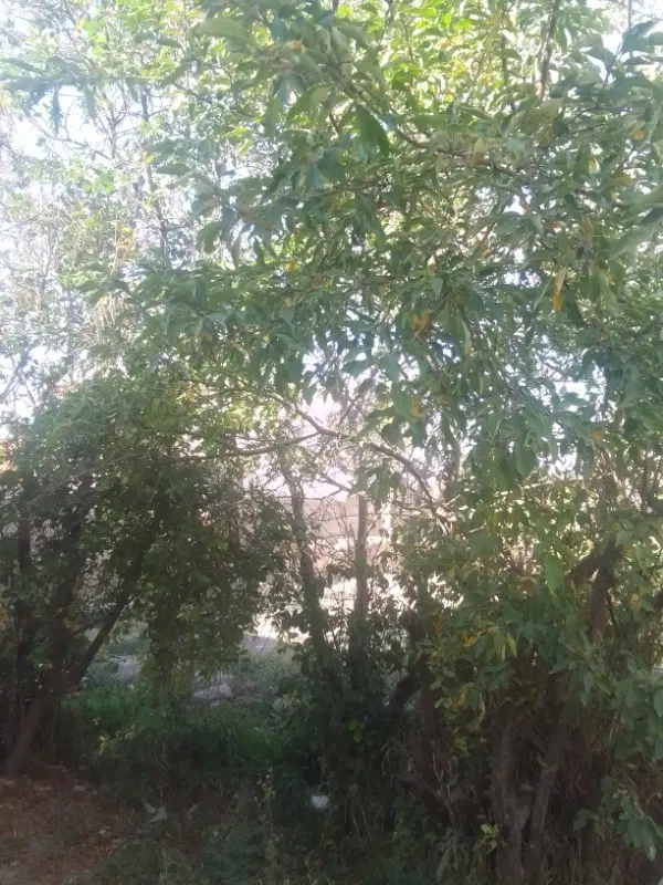 خانه زمین