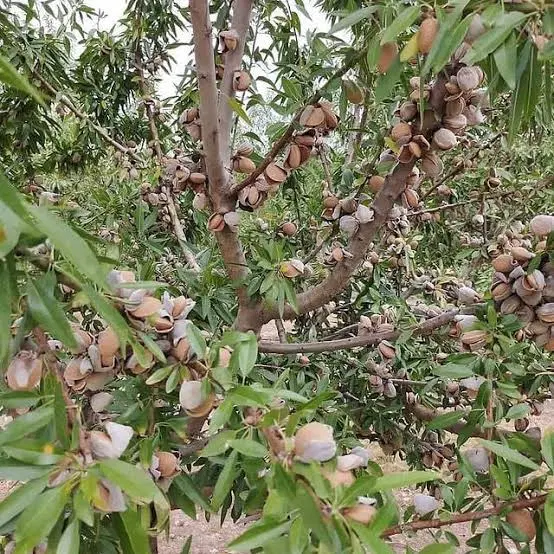 فروش زمین بادام