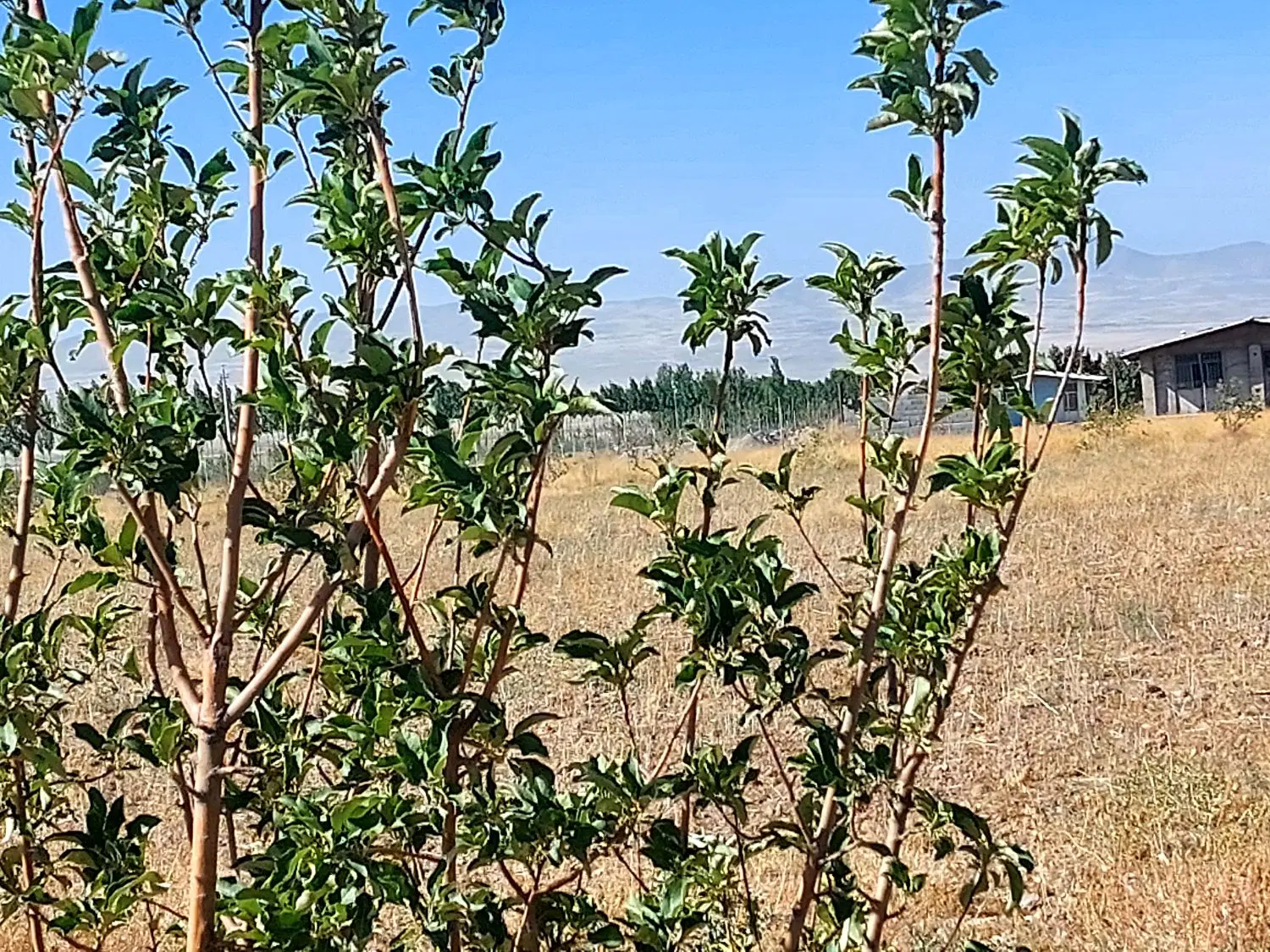سهرین باغشهرشهریاوران شهرداری
