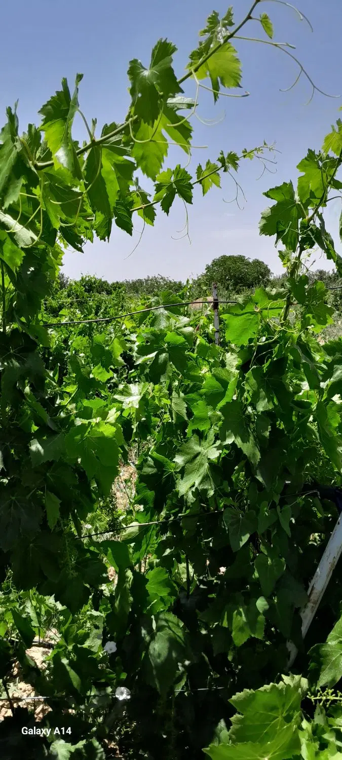 باغ باغچه