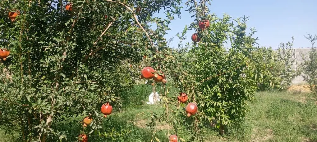 فروش ویلا یا خونه باغ