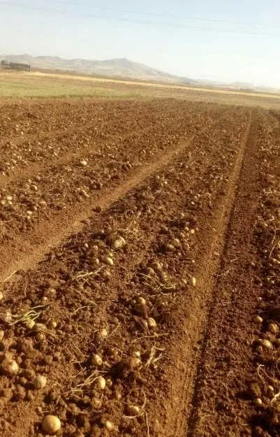 زمین کشاورزی