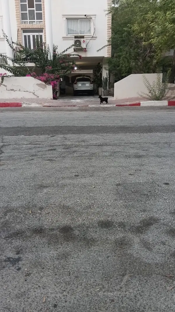 سوییت جمع وجور